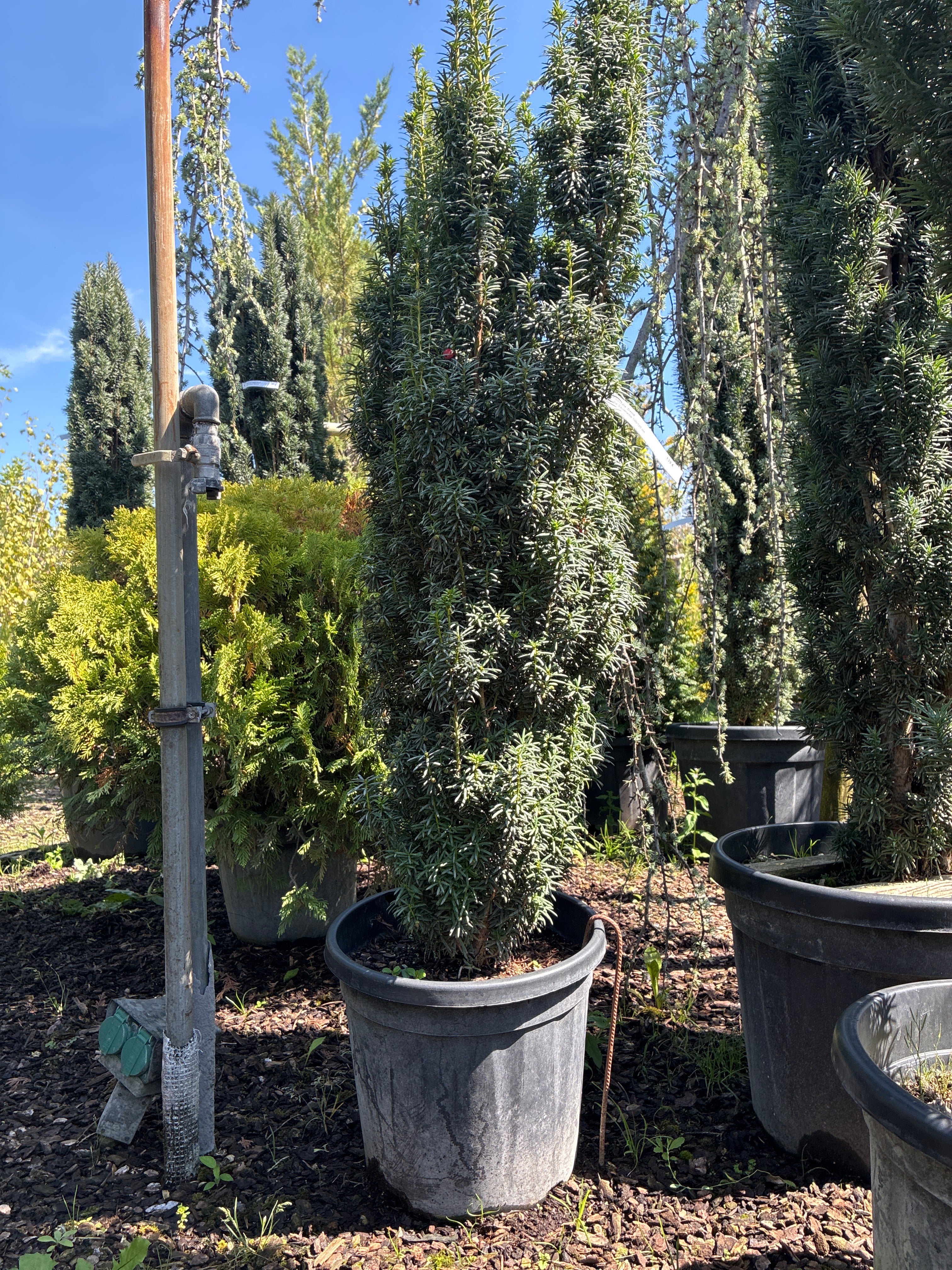 Eibe 'David' / Taxus baccata 'David'